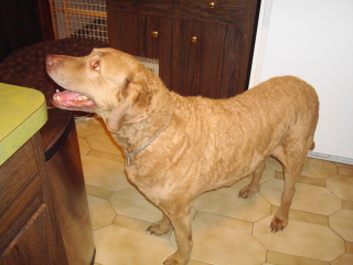 RUDI - Chesapeake Bay Retriever - Berkeley Heights