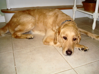 MAX - Golden Retriever - New Providence