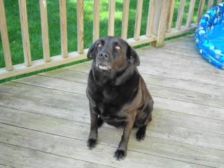 ABBY - Black Lab - New Providence