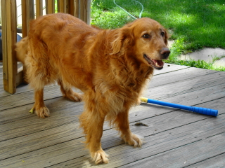HARLEY - Golden Retriever - New Providence