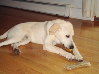 DUKE - Yellow Lab - Berkeley Heights