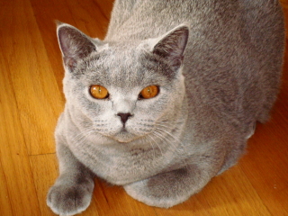 ROCKY- British Shorthair - Summit