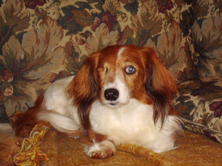 AMANDA - Long Hair Daschund - Springfield