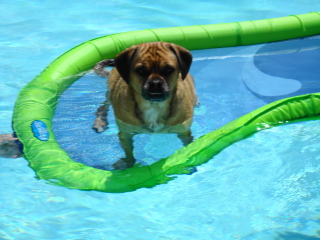 HENRY - Puggle - Short Hills