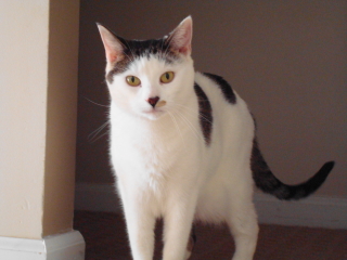 PEARL - New Providence