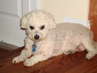 BABY - Bijon Frise - New Providence