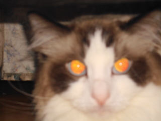 VIOLET - Ragdoll - Berkeley Heights