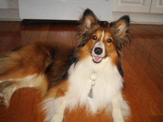 ALEX - Shetland Sheepdog - Berkeley Heights