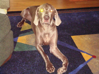 TABOO - Weimaraner - Berkeley Heights