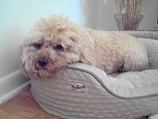 MICKY - Poodle - Warren