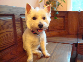 MAGGIE - West Highland White Terrier - Westfield