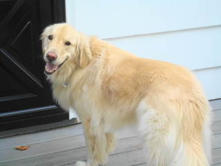 SEAMUS - Golden Retriever - Summit