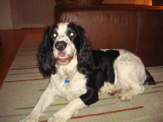 AMOS - Springer Spaniel - Chatham