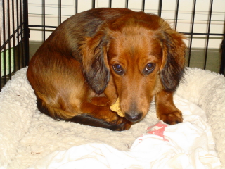DOZIER - Miniature Dauchshund - Berkeley Heights