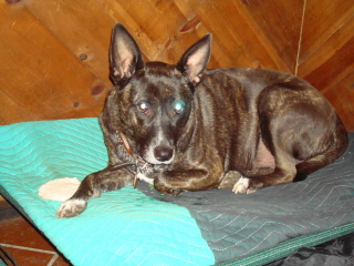 LULU - Lab/Pitbull - Short Hills