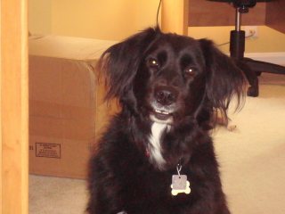 FRANKLIN - Lab/Border Collie - Florham Park