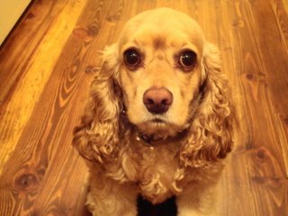 BELLA - Cockerspaniel - Summit