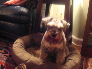 MERLIN - Miniature Schnauzer - Chatham