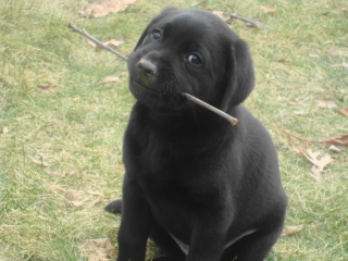 TOBY - Black Lab - Berkeley Heights