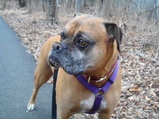 DUKE - Boxer - Mountainside