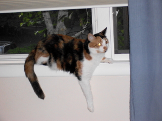 ANNIE - Convent Station