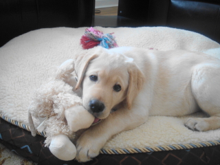HENRY - Yellow Lab - Berkeley Heights