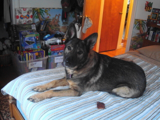 STAR - German Shepard - Gillete