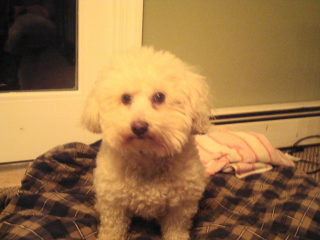 POOKA - Bichon Frise - Berkeley Heights