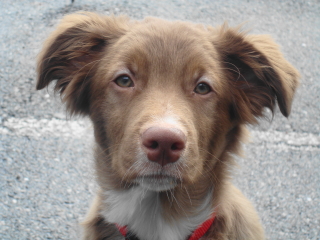 HELO - Australian Shepard - Chatham