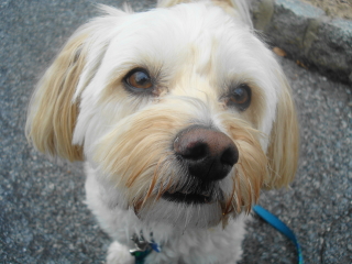 BAXTER - Havenese - Summit