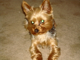 NOAH - Yorkshire Terrier - Summit