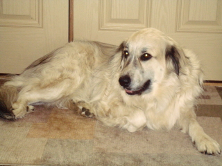 LAYLA - Great Pyrenees Mix - Short Hills 