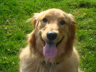 WINNIE - Golden Retreiver - Madison