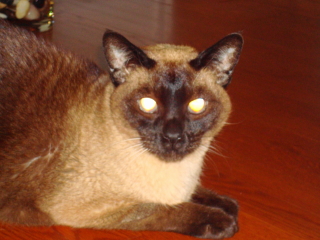 ASHANTE - Siamese - Chatham