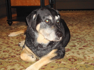 VEGAS - Shephard/Lab Mix - Berkeley Heights