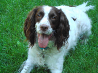  TOBY - Springer Spaniel - Short Hills