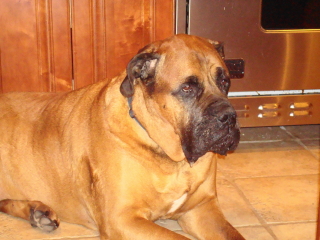 ZENA - BullMastiff - Watchung