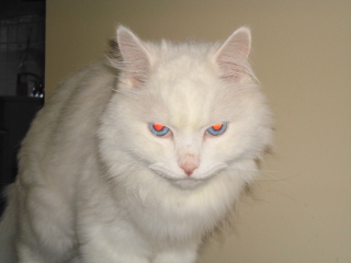 HARRY - Berkeley Heights