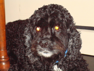 GABBY - Cocker Spaniel - Berkeley Heights