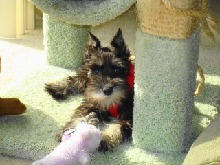 CICI - Miniature Schnauzer - Madison