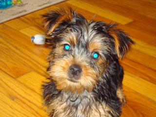AMI - Yorkshire Terrier - Berkeley Heights