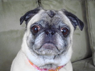 HONEY - Pug - Summit