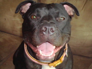 LAYLA - Pit Bull - Union