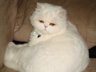 BLIZZARD - Persian - Mountainside