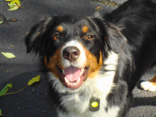 DAKOTA - New Providence