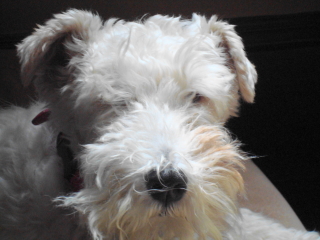 CARMEN - Wired Hair Fox Terrier - Summit