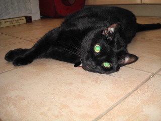 LEXI - Scotch Plains