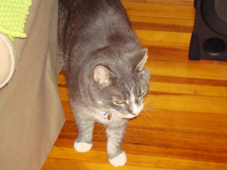 GARY - Scotch Plains