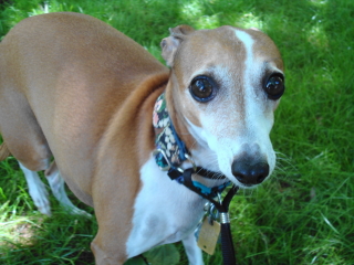 CALLIE - Italian Greyhound - Berkeley Heights