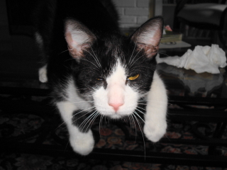 OLIVER - New Providence